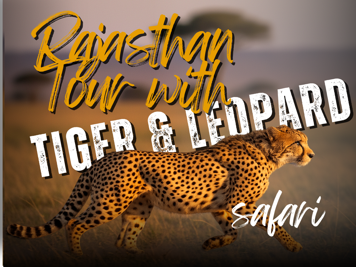 Rajasthan Tour with Tiger and Leopard safari